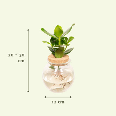 Hydroponik Clusia im Glaskelch - Ø12cm - ↕30cm