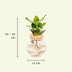 Hydroponic Clusia in Glass Vase - Ø12cm - ↕30cm Bild 2