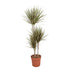 Dracaena Bicolor – Ø21cm Topf, 120cm Höhe – Attraktiver Drachenbaum Bild 1