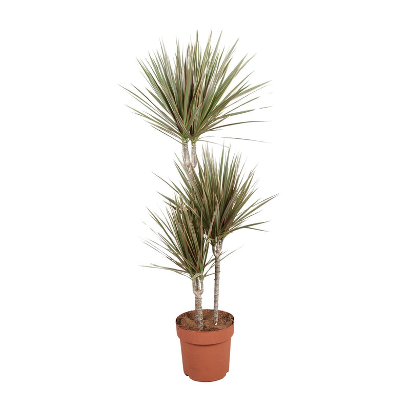 Dracaena Bicolor – Ø21cm Topf, 120cm Höhe – Attraktiver Drachenbaum