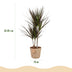 Dracaena Magenta: Pflegeleichte Pflanze mit Korb, 2 Stück, Topf 17cm Bild 3