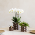 Kolibri Combi-Deal: 3 Braun Cotton Cachepots 6-12cm for Orchids Bild 3