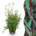 Fargesia nitida 'Red Dragon' - Non-running Bamboo, 80 cm, 23 cm Pot Bild 1
