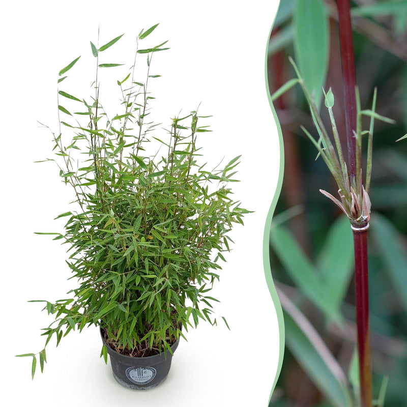 Fargesia nitida 'Red Dragon' - Non-running Bamboo, 80 cm, 23 cm Pot