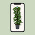 Scindapsus (Epipremnum) Pflanze, 120cm hoch, Ø24cm Topf Bild 5