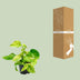 Epipremnum Marble Queen: Easy-care Houseplant with Marbling Bild 4