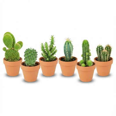 Mini Kakteen Mix - 6er Set - Ø 8,1 cm - 5-10 cm Höhe