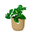 Epipremnum Pinnatum 'Aureum' im Topf ELHO Vibes Fold 14 cm gelb Bild 1