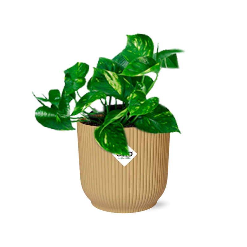 Epipremnum Pinnatum 'Aureum' im Topf ELHO Vibes Fold 14 cm gelb