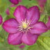 Clematis Ville de Lyon Climbing Plant - 2 pieces, Pink Flowers Bild 4