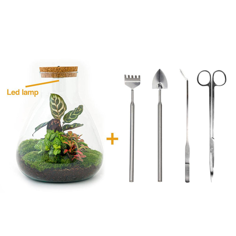 Bottle Garden Set with Calathea & Lamp | DIY Biotope
