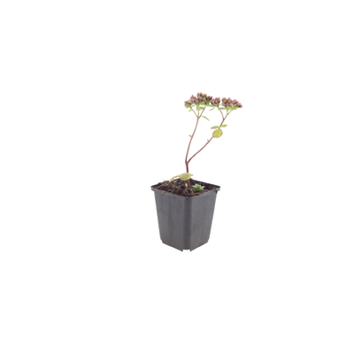 60x Sedum 'Matrona' - 10-25cm hoch, Ø9cm Topf