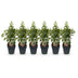 GreenboutiQ - Heckenpflanzen - Prunus lusitanica Angustifolia - Blatt grün - 6 Pflanzen - 1 laufender Meter - immergrün - Topf 17cm Höhe 50cm Bild 2