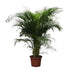 Dypsis Lutescens (Areca Palme) 230 cm – Tropisches Flair für Ihr Zuhause Bild 1