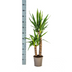Yucca Elephantipes Ø19cm: Robuste Zimmerpflanze (70-90cm) Bild 2