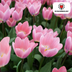 Tulpenzwiebeln Light and Dreamy – 20 Stück | KH Bloembollen® | Wunderschöne Pastellfarben – Für Garten oder Topf – Größe 11/12 – Frisch vom Züchter! Bild 2
