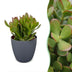 Crassula Ovata - Geldbaum - Grün - Sukkulente/Kaktus - incl. grijze pot - Ø12cm Bild 1