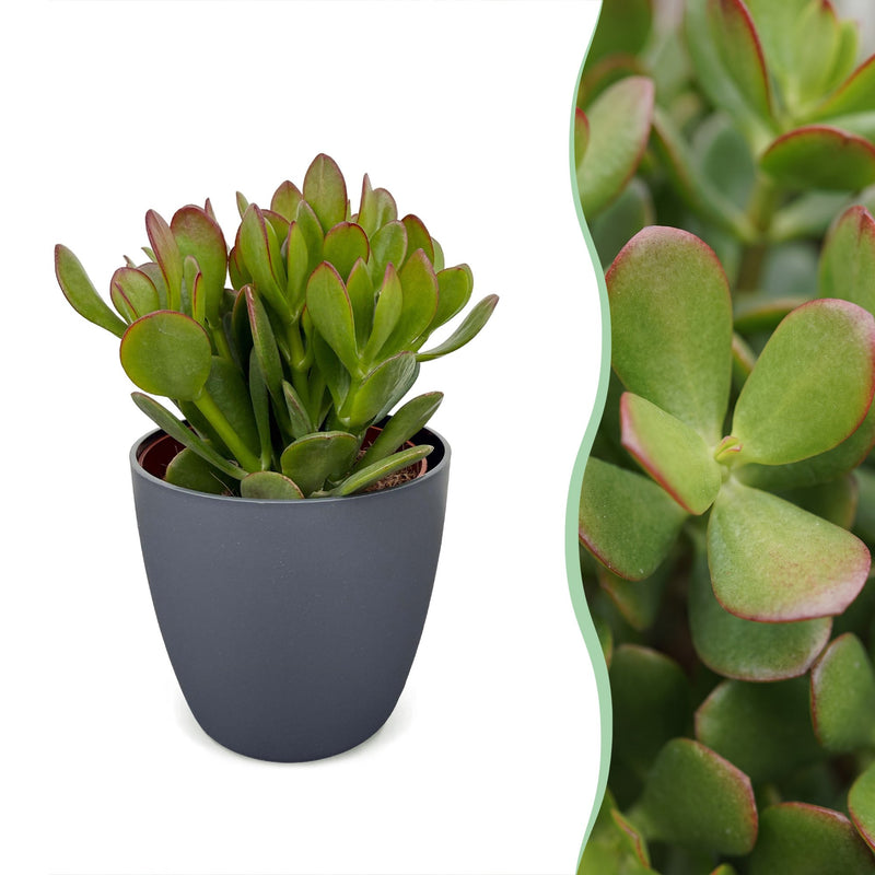 Crassula Ovata - Geldbaum - Grün - Sukkulente/Kaktus - incl. grijze pot - Ø12cm