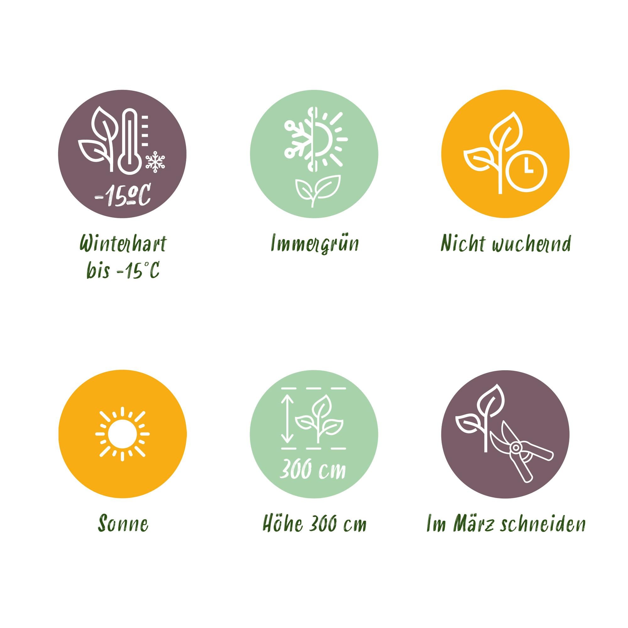 GreenboutiQ - Obstpflanze - Japanische Faserbanane - Musa Basjoo - Winterhart - Topf 21cm Höhe 70-90cm