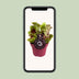 Sarracenia Schlauchpflanze Ø12 cm, 20 cm hoch - Fleischfressende Pflanze Bild 5