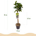 GreenboutiQ Prunus laurocerasus Etna Stamm Pflanze 90cm Bild 3