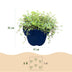 Green boutiQ - Stauden - Thymus Tricolour - Tym - Bodendecker - Rosa - Rot - Weiß - 12 Pflanzen - Topf 11cm - Höhe 15-25cm Bild 3