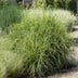 10er Spar-Bundle: 5x Lavendel angustifolia (Echter Lavendel) & 5x Zebra Gras 'Strictus' - Beet-Pflanzen Set - 40-60cm (19cm & 23cm Topf) Bild 7