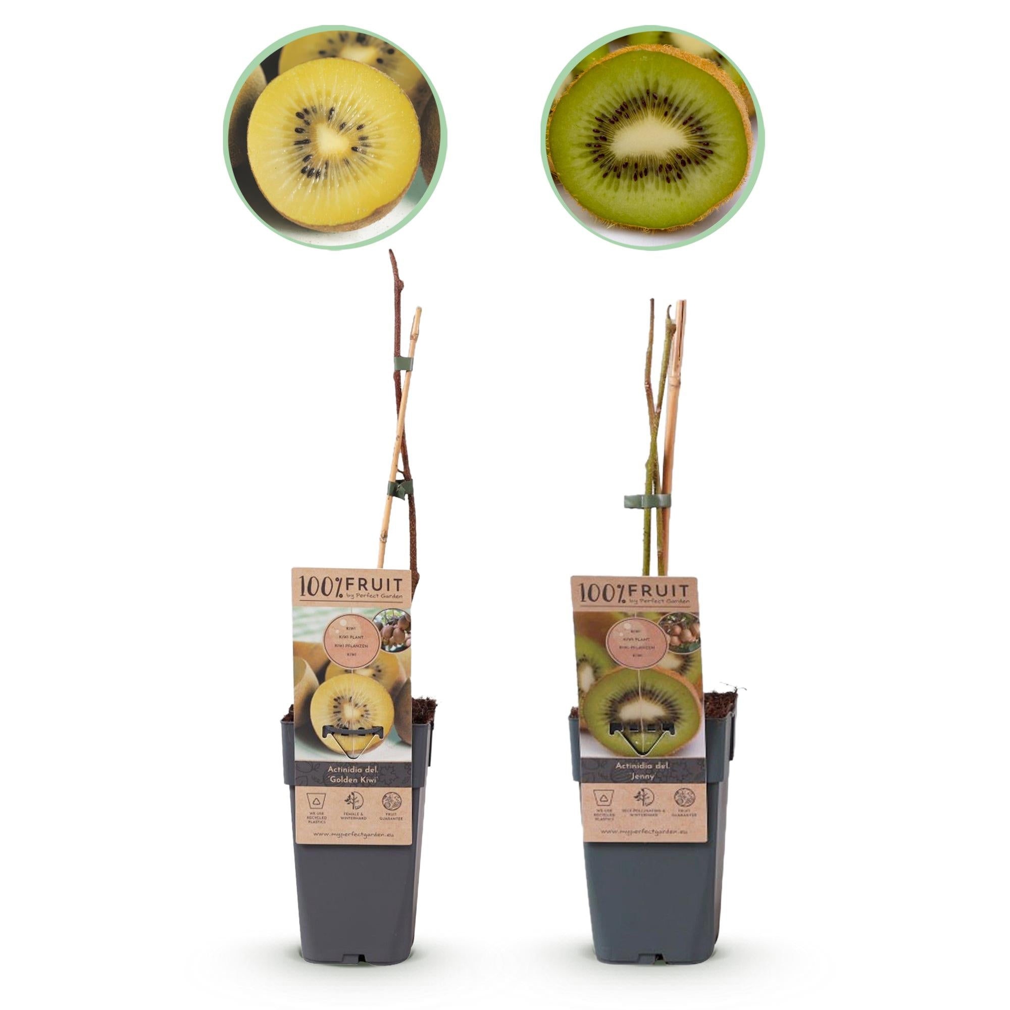 GreenboutiQ - Obstpflanze - Grüne & Gelbe Kiwi - Actinidia deliciosa Jenny & Goldene Kiwi - 2 Pflanzen - Topf 15cm Höhe 50cm