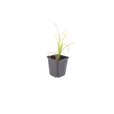 6x Taglilie 'Stella de Oro' im 9cm Topf, 10-25cm hoch
