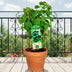 Bio Schwarze Johannisbeere 'Little Black Sugar' im 23cm Topf, 50cm hoch Bild 2