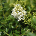 GreenboutiQ Ligustrum Stamm Pflanze - Immergrün & Winterhart - Topf 19cm Bild 7