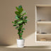 Ficus Lyrata XXL Geigenfeige, 200 cm, verzweigt, Ø45-50cm Bild 4