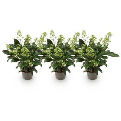 GreenboutiQ - Terrassenpflanze - Skimmia japonica Finchy - Blüte Weiß - 10+ Blumen - 3 Pflanzen - Winterhart - Topf 10,5cm Höhe 25cm