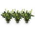 GreenboutiQ - Terrassenpflanze - Skimmia japonica Finchy - Blüte Weiß - 10+ Blumen - 3 Pflanzen - Winterhart - Topf 10,5cm Höhe 25cm Bild 2