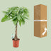 Glückskastanie Pachira Aquatica - Ø19cm, ↕80cm Bild 4