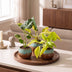 3x Baby Tropical Mix: Monstera, Philodendron Florida Beauty & Neon Bild 3