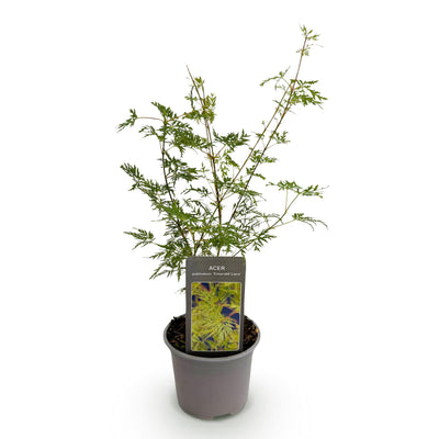Acer palmatum 'Emerald Lace' - Japanischer Fächerahorn - 35cm