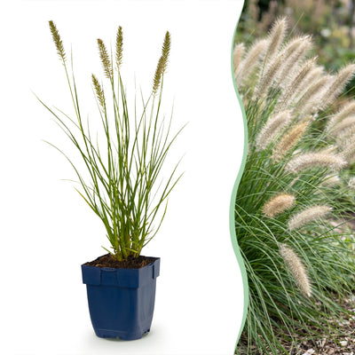 Green boutiQ - Grass - Pennisetum alop. Hameln - Fountain Grass - With Plume - Green - 1 Plant - 11cm Pot - Height 15-25cm