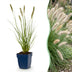 Green boutiQ - Gras - Pennisetum alop. Hameln - Lampenputzergras - Mit Plume - Grün - 1 Pflanzen - Topf 11cm - Höhe 15-25cm Bild 1