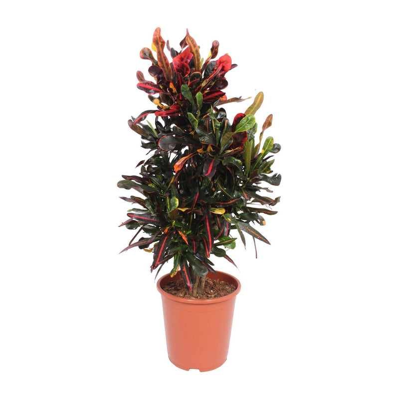 Codiaeum Variegatum Mammi Croton Pflanze, 100cm hoch, 27cm Topf