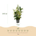 GreenboutiQ Euonymus Paloma Blanca Heckenpflanze - 8 Stück Bild 3