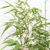 Fargesia rufa Bamboo, 60cm high, Ø19cm pot – Compact & easy to care for Bild 4