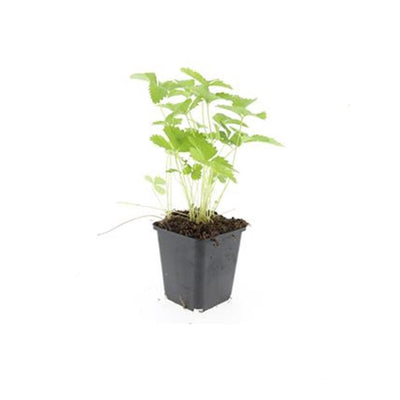 6x Walderdbeere (Fragaria vesca) - 10-25cm - Topf Ø9cm