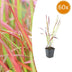 Imperata cylindrica 'Red Baron' (Japan. Blutgras) - 10-25cm Bild 1