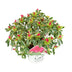 Rhododendron 'Bollywood' - 19cm Topf - ca. 45cm hoch Bild 1