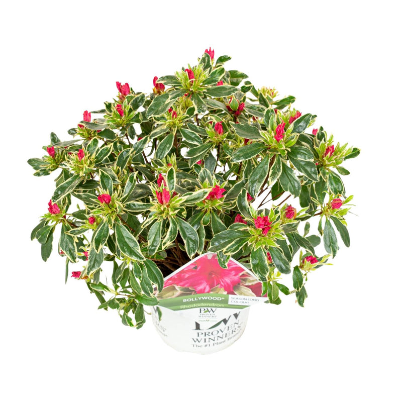 Rhododendron 'Bollywood' - 19cm Topf - ca. 45cm hoch