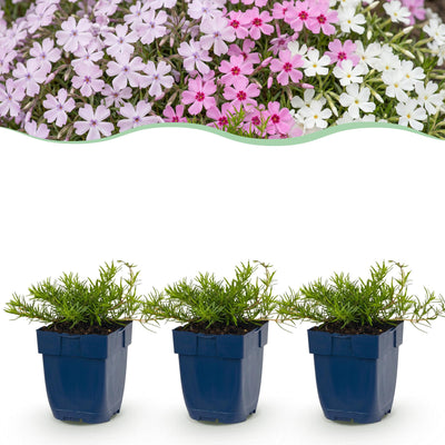 Green boutiQ - Perennial - Phlox Tricolour - Flame Flower - Ground Cover - Purple - Pink - White - 6 Plants - Pot 11cm - Height 15-25cm