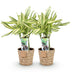 Green boutiQ - Zimmerpflanzen - Dracaena fragrans Diamond Dream - Drachenbaum - Wenig Pflege - mit Korb - Bunt - 2 Pflanzen - Topf 17cm - Höhe 50-55cm Bild 2