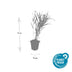 48x Hakonechloa macra - ↕10-25cm - Ø9cm Bild 3