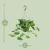 Scindapsus Pictus Argyraeus - Ø15cm - ↕25cm - Ø15cm - ↕25cm Bild 2